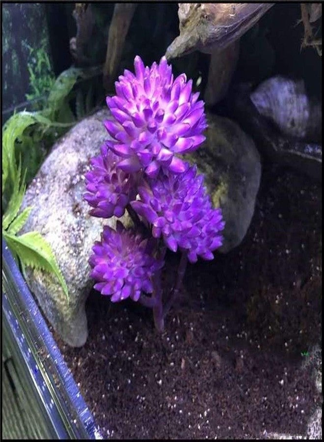 KERUIDENG Reptile Plants Artificial Terrarium Plants Reptile Plastic Plants for Reptile Habitats with Base -Purple… - Image 4